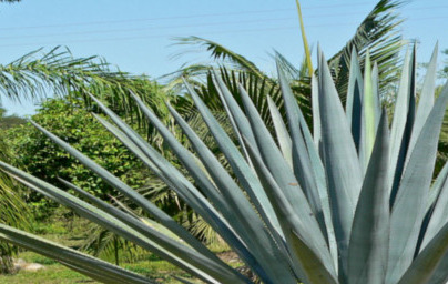 Агаве (Agave)