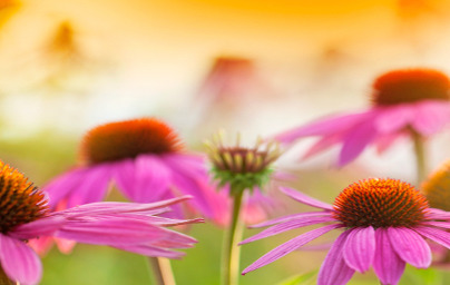 Пурпурна ехинацея (Echinacea purpurea)