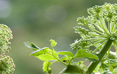 Ангелика (Angelica archangelica)