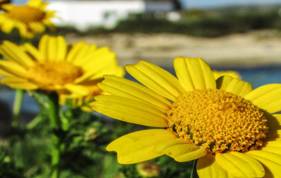 Арника (Arnica montana)