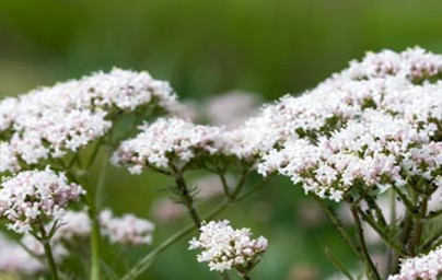 Валериана (Valeriana officinalis)