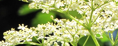 Бъз (Sambucus)