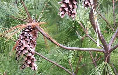 Бор (Pinus)