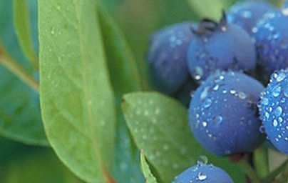 Черна боровинка (Vaccinium myrtillus)