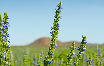 Чиа (Salvia hispanica)