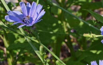 Цикория (Cichorium intybus L.) 