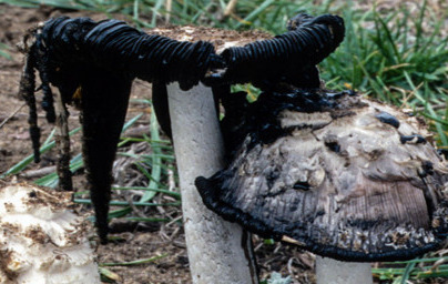 Копринки (Coprinus)