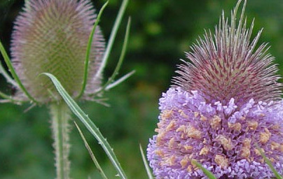 Горска лугачка (Dipsacus fullonum)