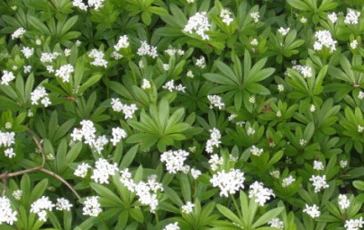 Лазаркиня (Galium odoratum)