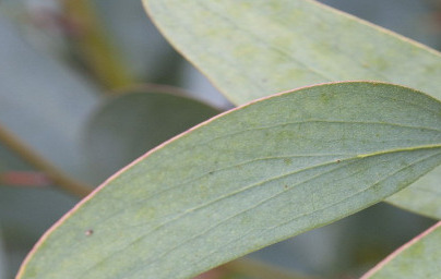 Евкалипт (Eucalyptus)