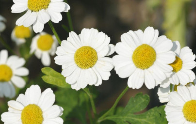 Моминска вратига (Tanacetum parthenium)