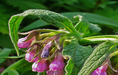 Черен оман (Symphytum officinale) 1. част