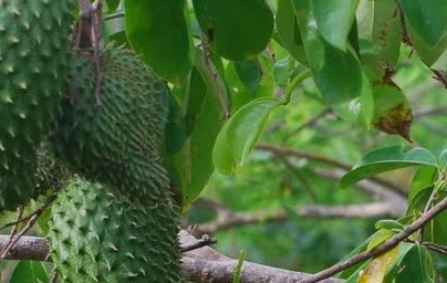 Гравиола (Annona muricata)