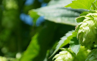 Обикновен хмел (Humulus lupulus)