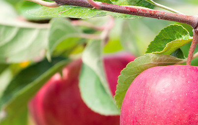 Домашна ябълка (Malus domestica)