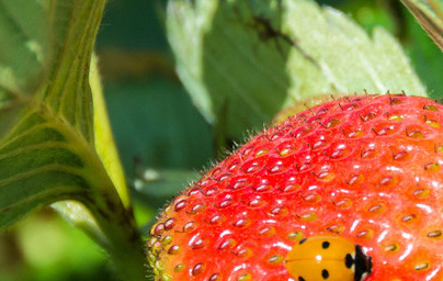 Ягоди (Fragaria vesca)