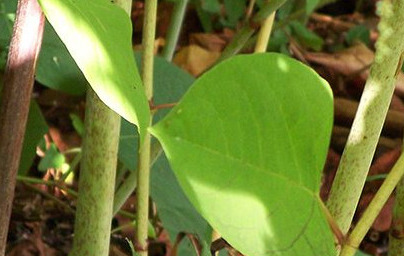 Японска фалопия (Fallopia japonica)