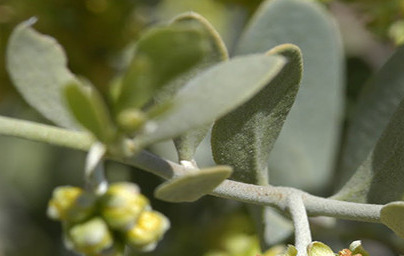 Жожоба (Simmondsia chinensis)