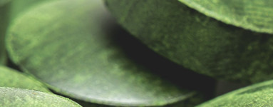 Хлорела (Chlorella)