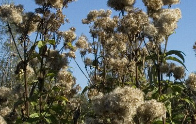 Дъбравник (Eupatorium cannabinum) 