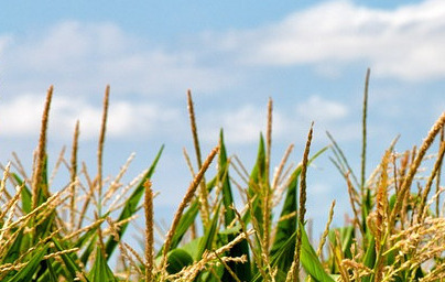 Царевица (Zea mays)