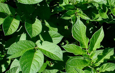 Картоф (Solanum tuberosum)