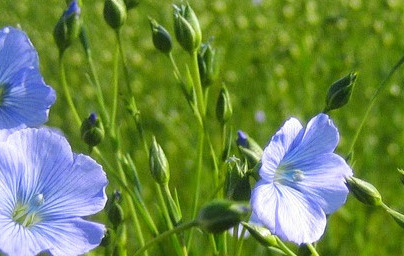 Лен (Linum usitatissimum)