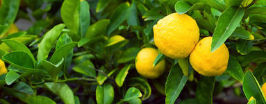 Лимон (Citrus × limon)