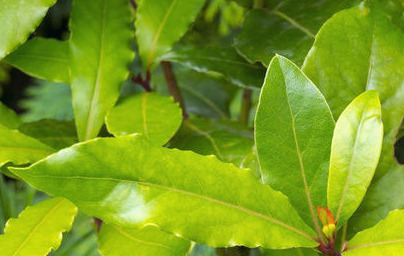 Лавър (Laurus nobilis)