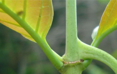 Котешки нокът (Uncaria tomentosa)