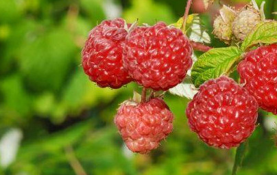 Малини (Rubus idaeus) 