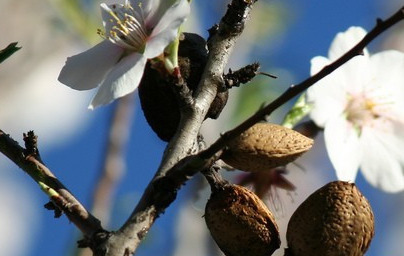 Бадем (Prunus dulcis)