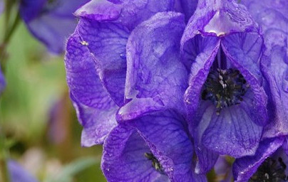 Самакитка (Aconitum subgenus)