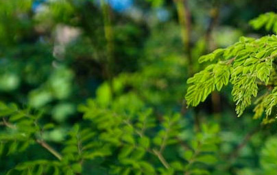 Моринга (Moringa oleifera)