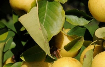 Азиатска круша (Pyrus pyrifolia)