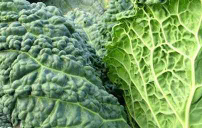 Брюкселско зеле (Brassica oleracea var. sabauda)