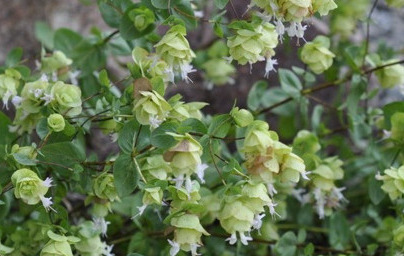 Масло от див риган (Origanum minutiflorum)