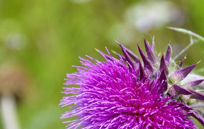 Масло от бял трън (Silybum marianum)