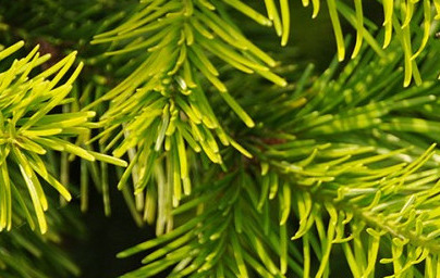 Масло от сибирска ела (Abies sibirica)