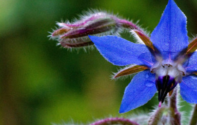 Масло от пореч (Borago officinalis)