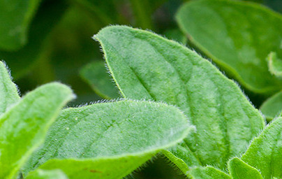 Риган (Origanum vulgarum)