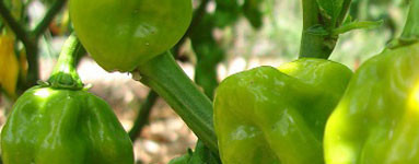 Пипер (Capsicum annuum)