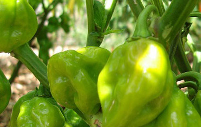 Пипер (Capsicum annuum)