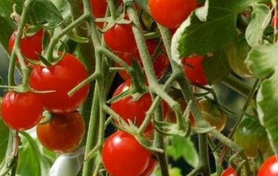 Домат (Solanum lycopersicum)