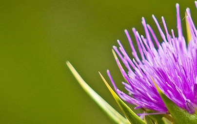 Бял трън (Silybum marianum)