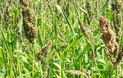 Просо (Panicum miliaceum)