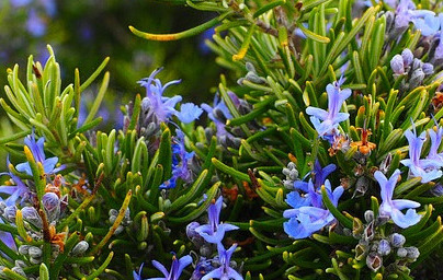 Розмарин (Rosmarinus officinalis)