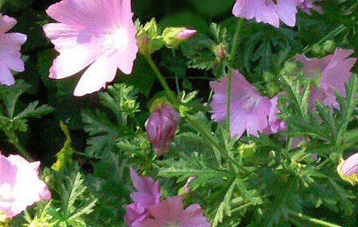 Лечебна ружа (Althaea officinalis)