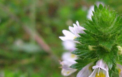 Очанка (Euphrasia stricta)