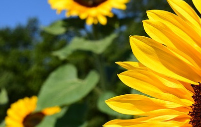 Слънчоглед (Helianthus annuus)